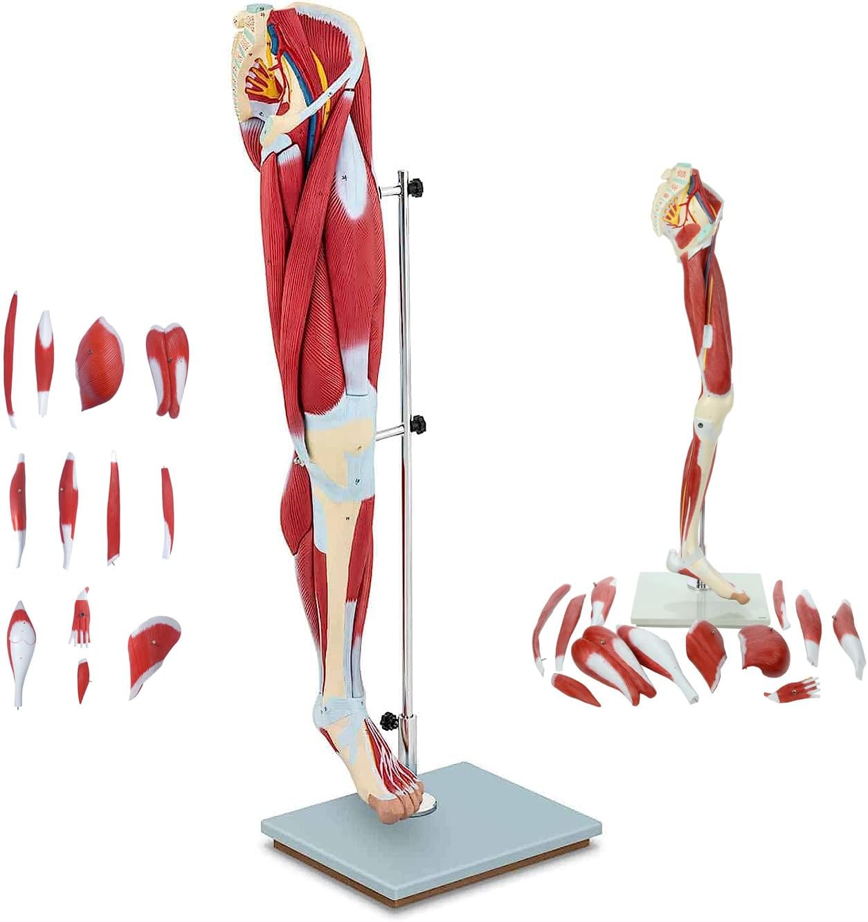 Muscle Leg Model 13 Pieces Medical Teaching Model Human Lower Limb