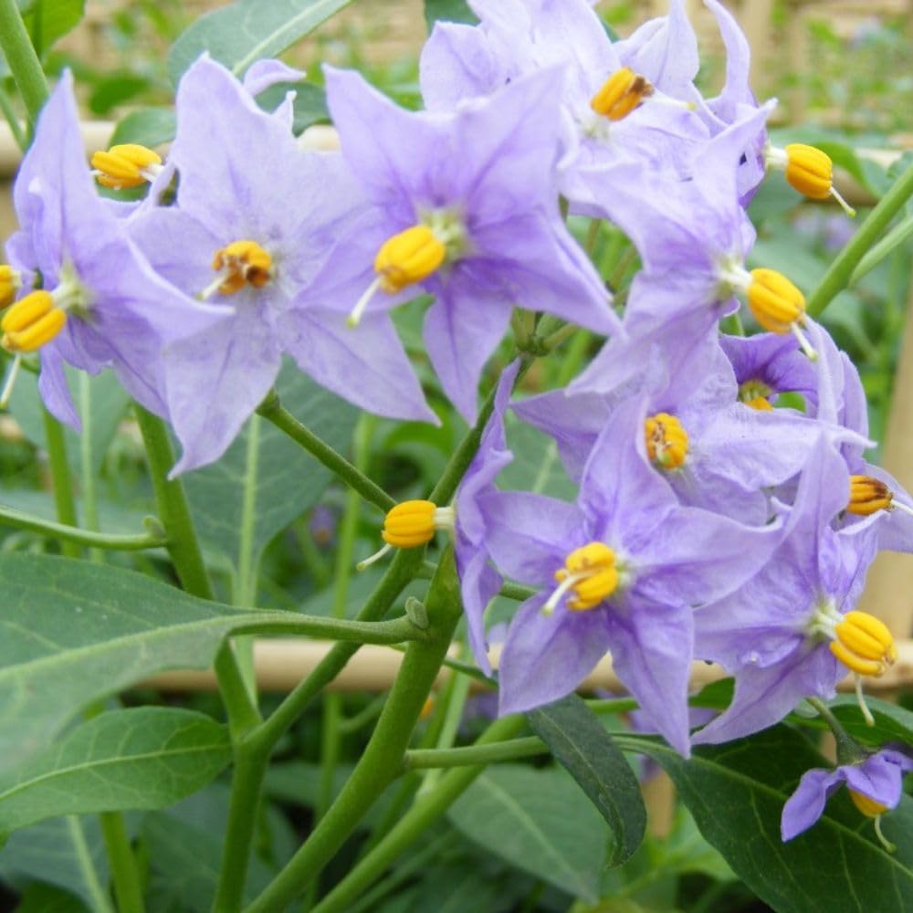 Solanum Crispum 'Glasnevin' - Hardy Climbing Shrub with Purple Blooms, RHS Award Winner – 1x 3 Litre Potted Plant by Thompson & Morgan