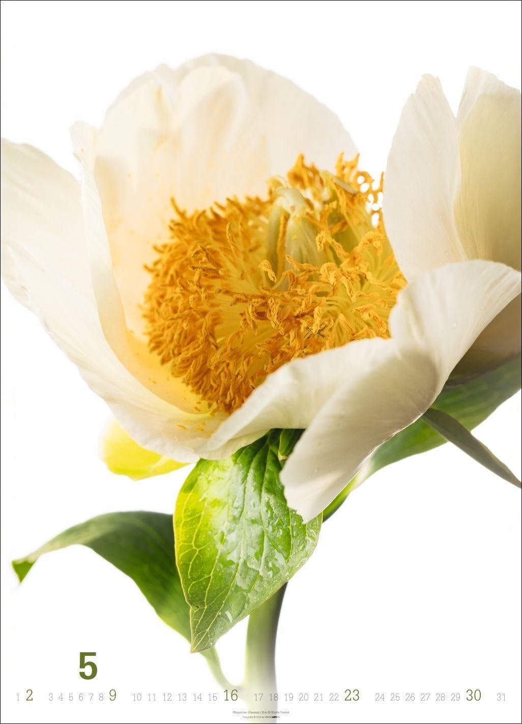 Blütenbilder Kalender 2027: Großer Jahres-Wandkalender mit stilvollen Fotos prachtvoller Blüten. Blumen-Kalender für die Wand. 49 x 68 cm. Hochformat