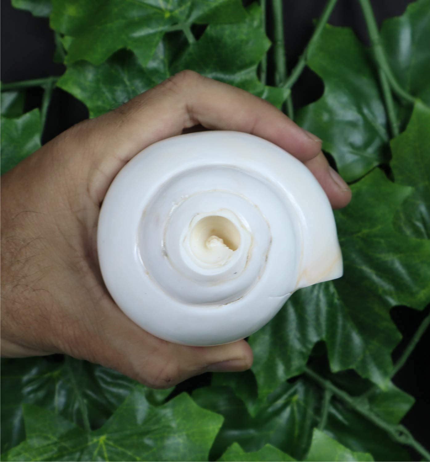 ASHIRWAD Echte blazen Shankh Vamavarti Dattatreya - Conch Shells - Puja Ritueel - Plain Pooja Shankh - Shankhnaad (Shankh-14