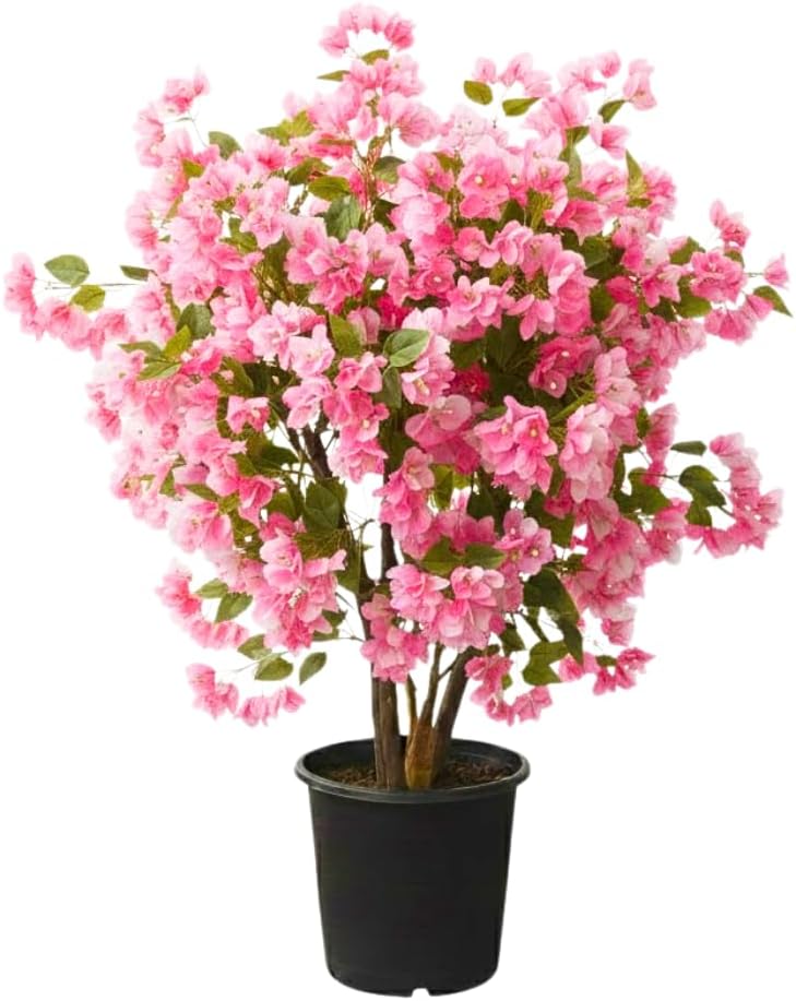 Bougainvillea Plant Live, Bougainvillea Flower Plants, Trailing Flowering Vines, Vibrant Blooms, 4-7 Inches Tall in 4 Inch Pot for Growing (White Pink)