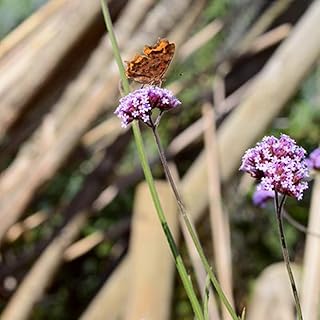 200 Pcs Verbena Vervain Seeds Exotic Seeds Rare Seeds Verbena officinalis Herb Garden Raised Bed Flower Seeds Medicinal Herb Seeds Balcony Bed