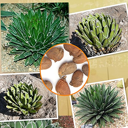 Agave Victoria A Cactus E Piante Succulente - Foto 7