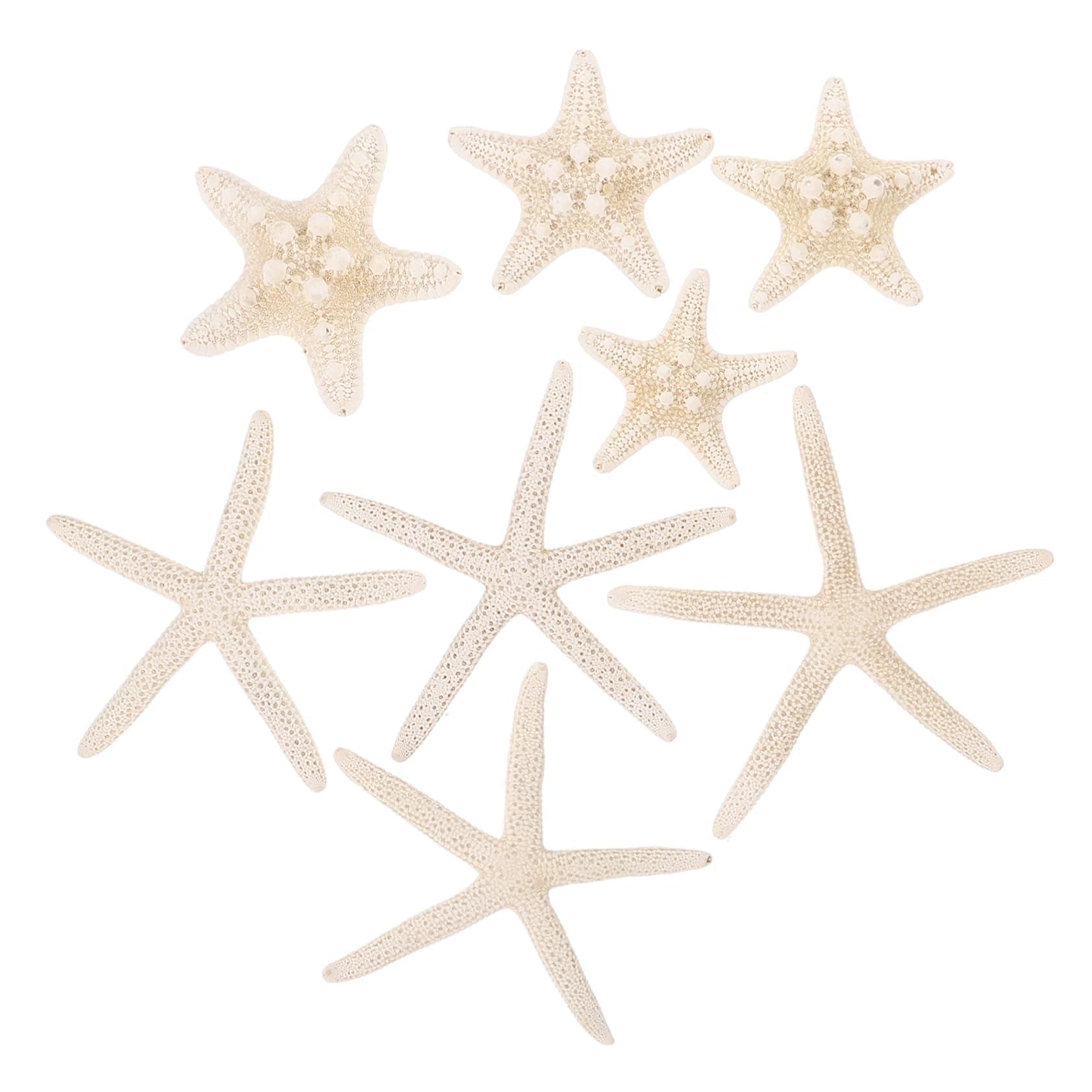 NUOBESTY 40 Piezas Botella de de Estrella de mar Concha Marina pequeña Concha de Vieira Decoración Acuario Manualidades Marinas decoración Decorativa de Estrellas de mar