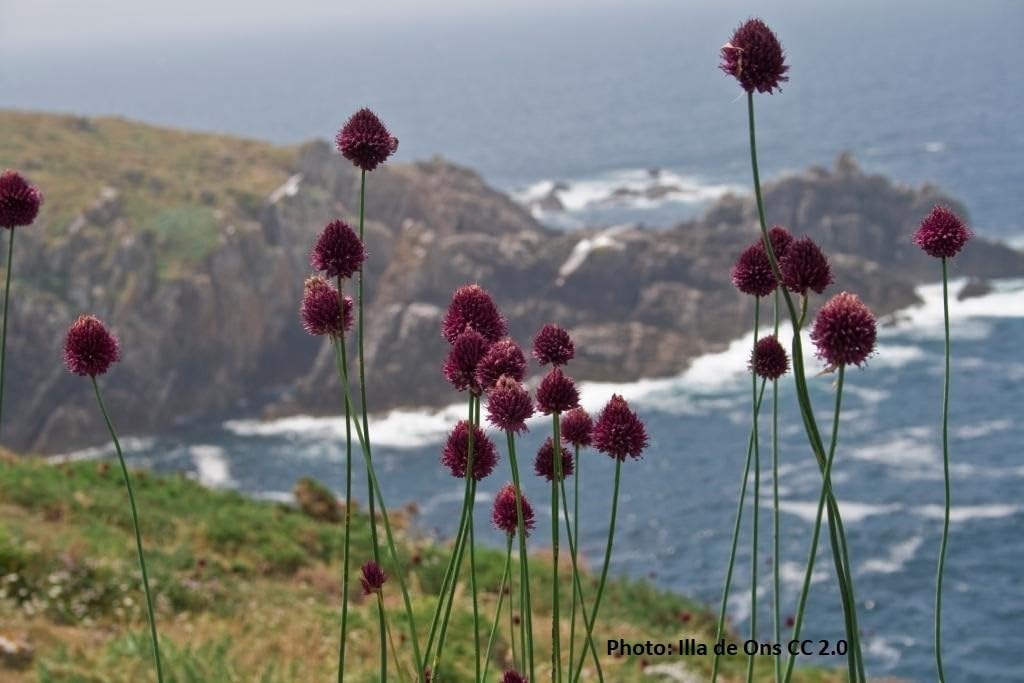 Allium Sphaerocephalon BIO 250 Blumenzwiebeln aus Holland