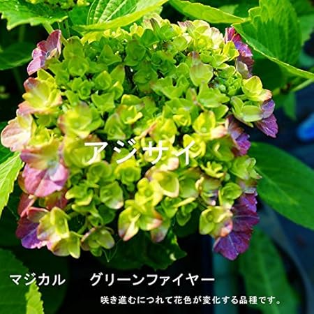 Amazon あじさい 苗 ハイドランジア マジカル グリーンファイヤー 3 5号ポット苗 紫陽花 緑とピンクが混ざる個性的な花色 アジサイ 庭木 落葉樹 低木 花