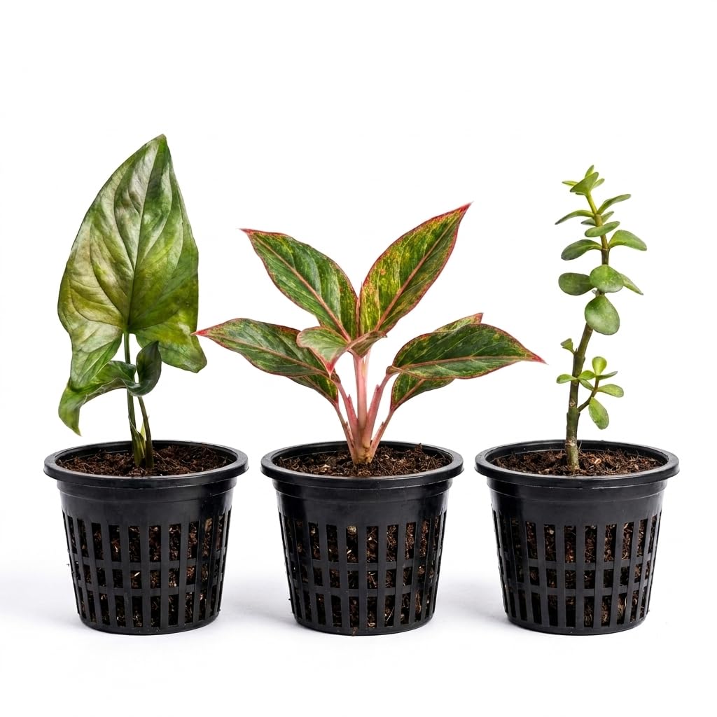 FirstRoot Aglaonema Lipstick Red, Jade & Black Money Live Indoor Plants (Saplings)-picture-10
