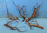 moorkienwurzel wässern  25-30 cm Moorkienwurzel Moorkienholz Garnelenbäumchen Wurzel
