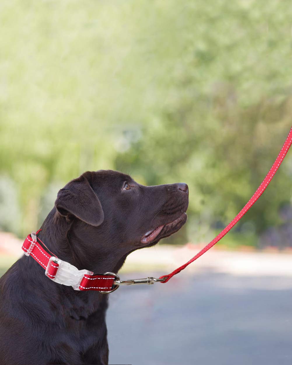 Taglory Guinzaglio per Cani Riflettente con Manico Imbottito e Gancio in Metallo, Nylon Resistente Addestramento Cane Guinzaglio, 1.8 Metri Rosso
