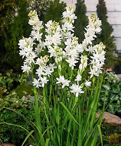 Urban Gardens Rajanigandha Double Flowering Or Tuberose Double Petal Fragrant Flower Bulbs(Pack Of 5)