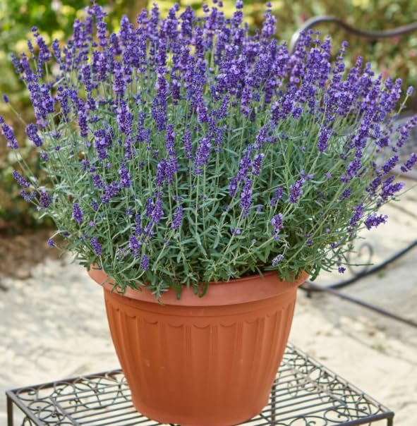Large Lavender Plants Pack of 2