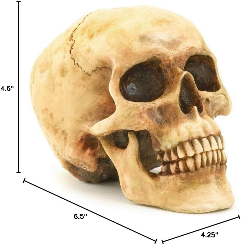 Grinning Highly Realistic Replica Human Skull Statue Home Décor 6.5x4.25x4.6"