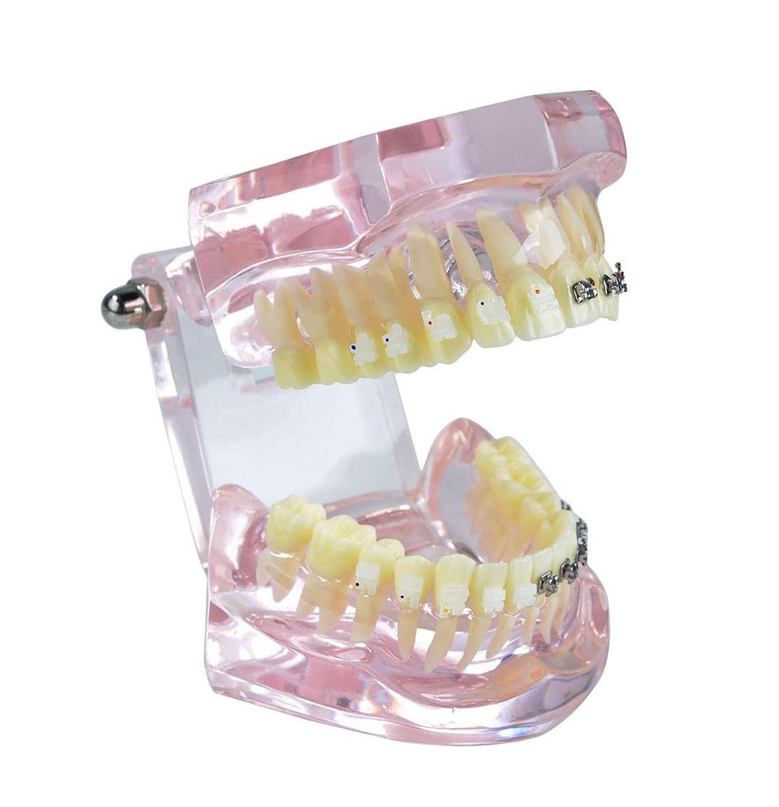 Modello di Dente, Apparecchio Dentale in Metallo E Ceramica Denti Modello, Modello Ortodontico per Adulti Dentale Denti Modello Dentista per Insegnamento di Scienze Studio Odontoiatria Strumenti per (