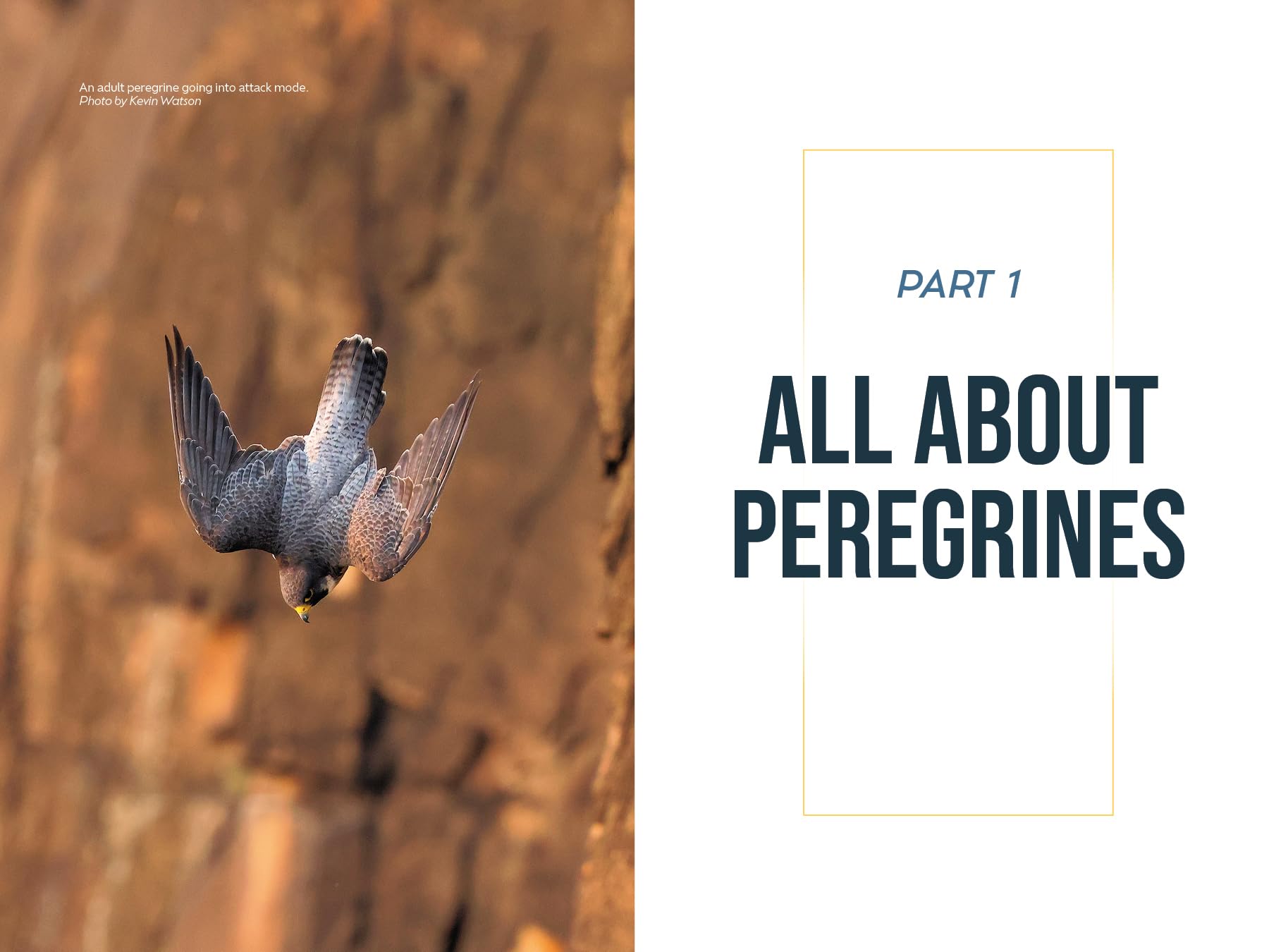The Peregrine Falcon: The Epic Life and Times of the World's Fastest Creature