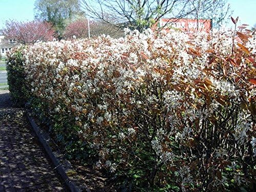 5 Snowy Mespilus 2 3ft Amelanchier Lamarckii Hedging June Berry Strong 2yr Old 3fatpigs Amazon Co Uk Garden Outdoors