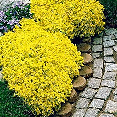500 Stück Rock Cress Seeds Leicht zu züchten Bodendecker Blume Mehrfarbige Grünlandpflanzensamen für Rasen - Blau – Bild 3