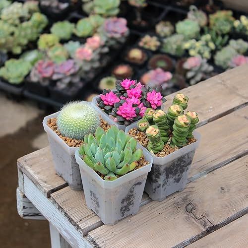 Miniatura 4 de BangQiao Paquete de 120 macetas pequeñas de plástico transparente de 2.70 pulgadas para vivero y semillero, maceta de trasplante de inicio de