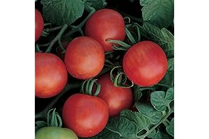 Gardener's Delight Burpee Tomato Seeds 150 Seeds