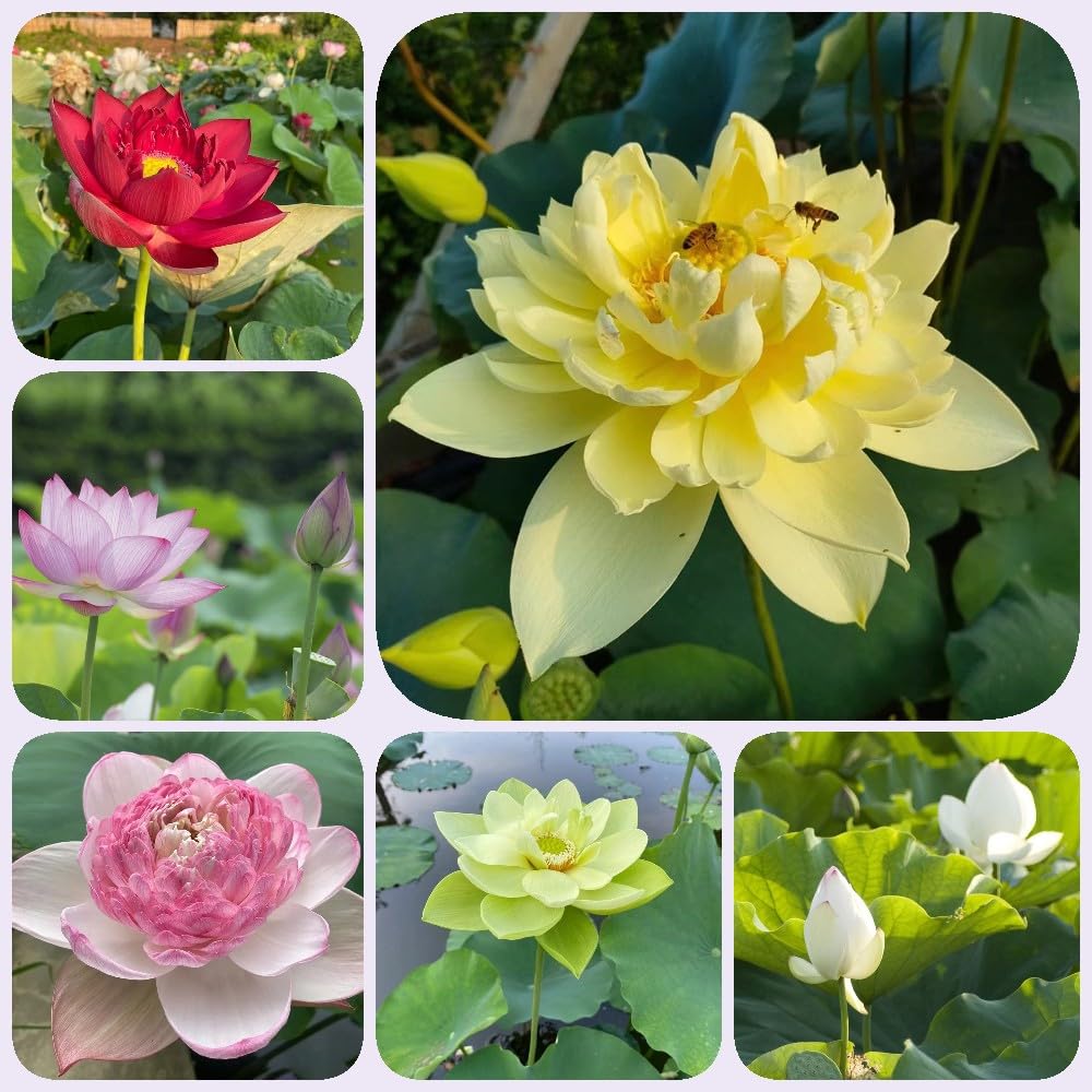 50 piezas semilla de loto jardín, planta de balcón nelumbo nucifera Plantas de estanque resistentes Invernaderos de balcón, flores de primavera. Semillas de plantas de interior, plantas