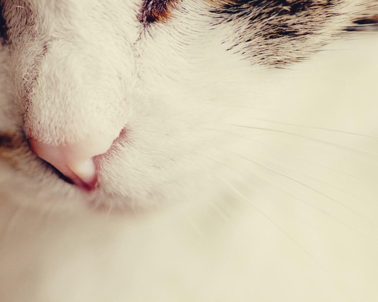 Animal Photography Cat Photo Nursery Art Fine Art Photography Print Large Wall Art Kitty Nose
