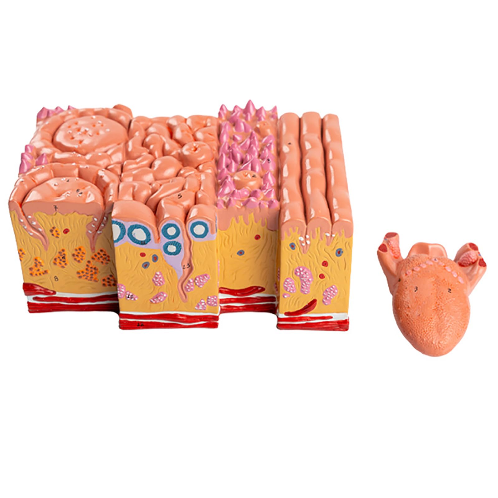 GTHTUHFD Tongues Model Human, Tongues Anatomy Model, Tongue Tissue 2 Parts, Teaching Model Detailed Representation Of The Anatomy Of Human Tongue