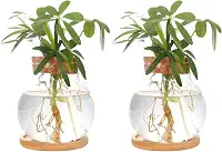 CHPINDAM Estação de propagação de plantas, potes de vaso de vidro hidropônico, com pires de madeira para mesas, casas, decorações de jardim, decorações de cozinha doméstica e presentes para amantes de