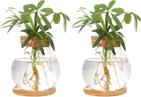 CHPINDAM Estação de propagação de plantas, potes de vaso de vidro hidropônico, com pires de madeira para mesas, casas, decorações de jardim, decorações de cozinha doméstica e presentes para amantes de