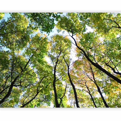 murando Fotomurales autoadhesivo Bosque 393x309 cm Papel Pintado Decoración de Pared Murales Pegatina decorativos adhesivos 3d moderna de Diseño Fotográfico 100403-249