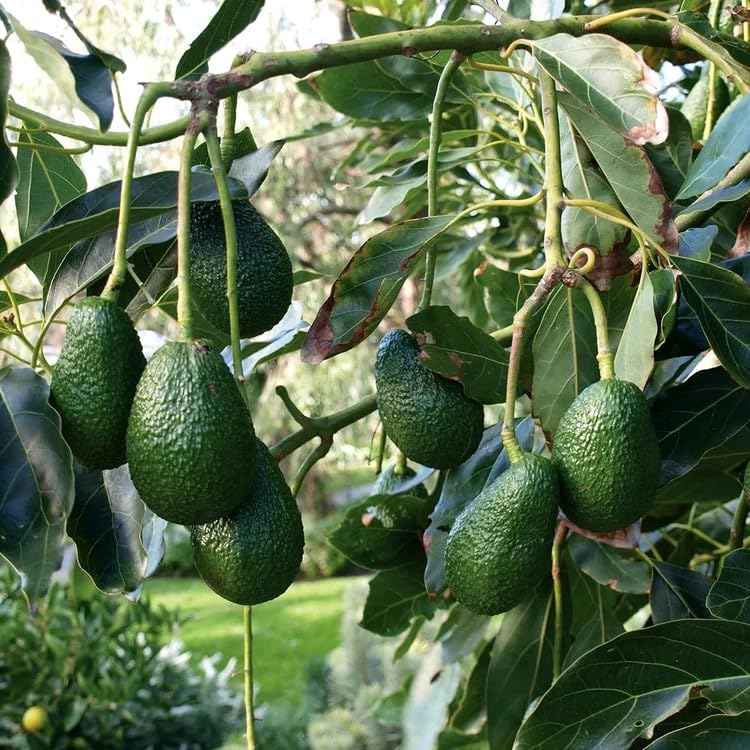 LECOBRIT Live Butter Fruit/Avocado Plant For Home Garden Plant(1 Healthy Live plant in grow bag) seedling (B0CVRXS97F) Amazon Price History, Amazon Price Tracker
