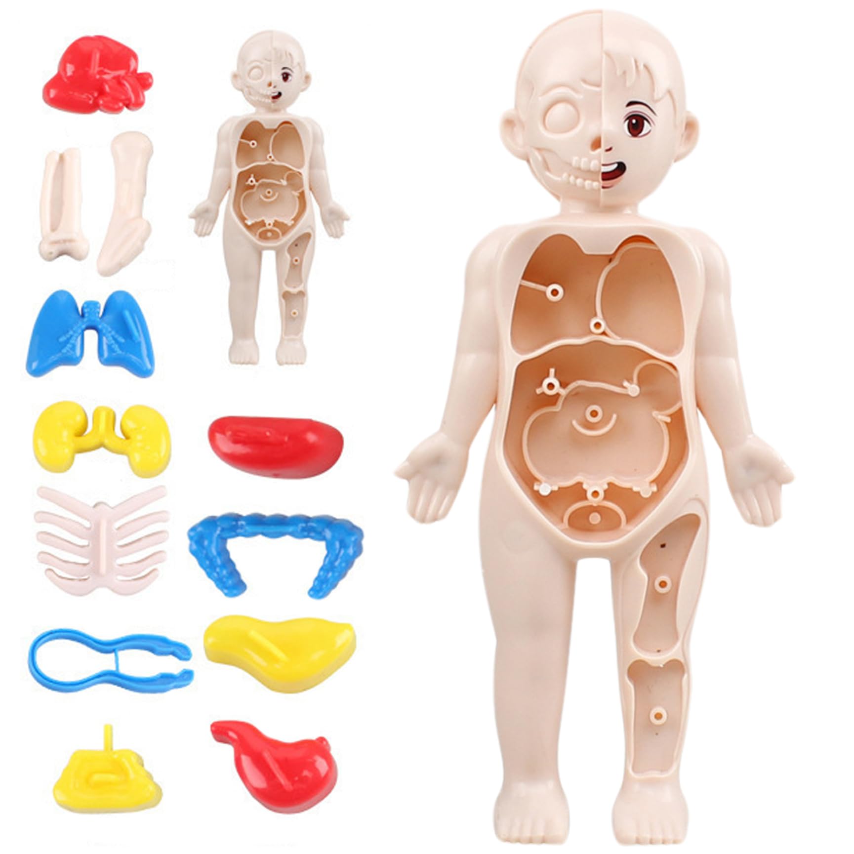 Xiaoxu Modelo del Cuerpo Humano para niños, Modelo anatómico de 7x4 Pulgadas con órganos Desmontables, Juguete Educativo científico de ABS sin Rebabas para niños Mayores de 3 años, anatomía