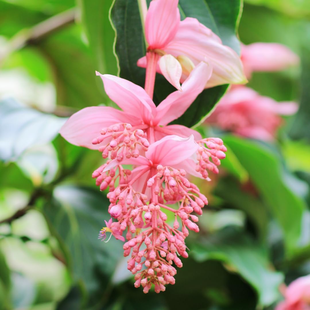 Medinilla Flowering Plant (Pink, Hybrid) Exotic 1 Live Flowering Plant