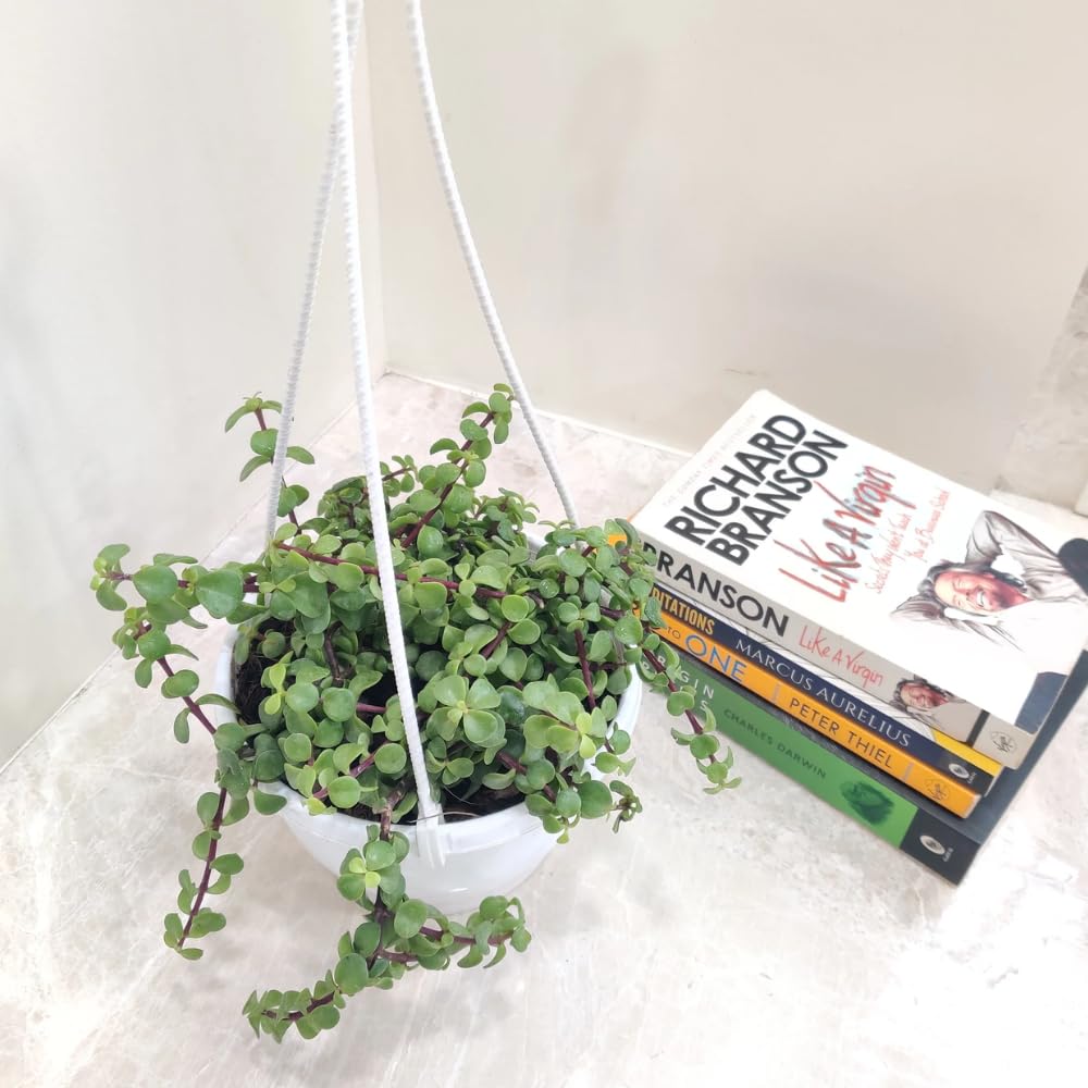 CAPPL Live Jade Mini Green Hanging Plant with Pot For Home, Office (B0CM6173J7) Amazon Price History, Amazon Price Tracker