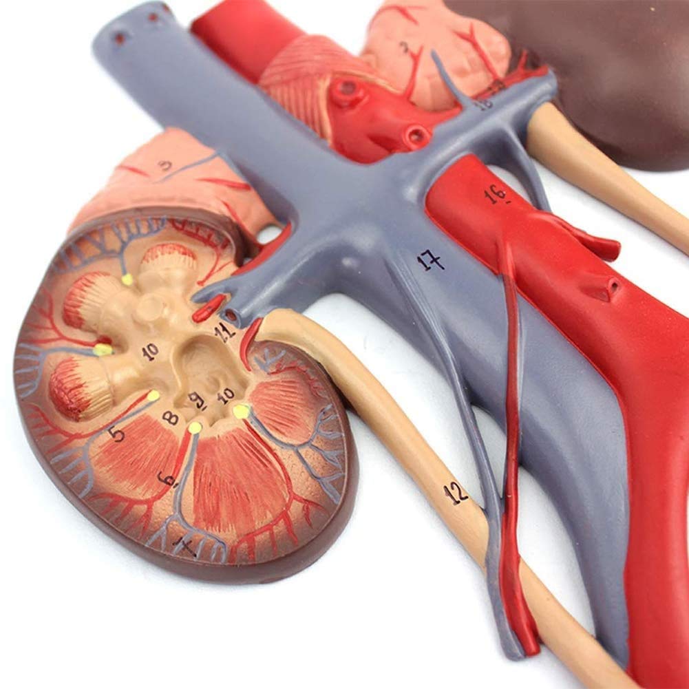 Modello di Anatomia Sistema Genitourinario Maschile E Femminile, Forniture di Laboratorio Medica Didattico