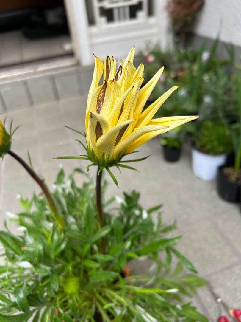 【花の苗】ガザニア・クリームイエローの花苗❤︎抜き苗❤︎ふ Amazon.co.jp: 巨大輪 ガザニア 黄色 クリーム 蕾3つ 抜き苗 : DIY