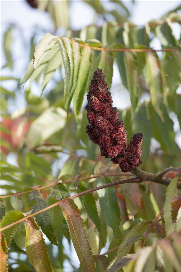 Essigbaum Rhus typhina Dissecta 60-80 cm Solitaergehoelz winterhart