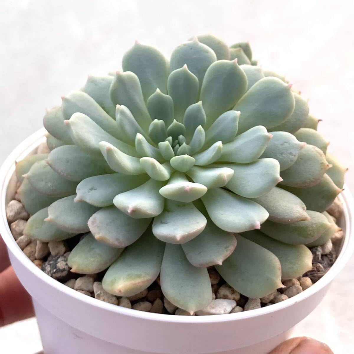 Amazon.co.jp: 極上苗 ミックスベリア ちょこん 多肉植物 おらいさん