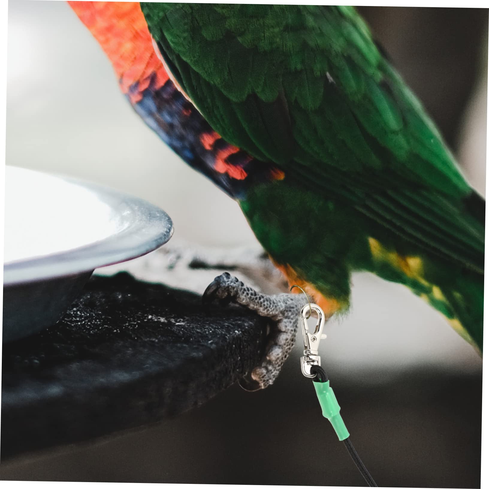 Hohopeti 2piezas Arnés De para Pájaros Cuerda De Entrenamiento De para Aves para Paseos Periquitos Cacatúas y Hámsters