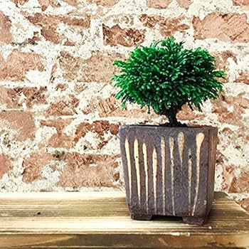 盆+栽 HACO MAME盆栽栽培セット - 聖新陶芸株式会社｜栽培キットの企画