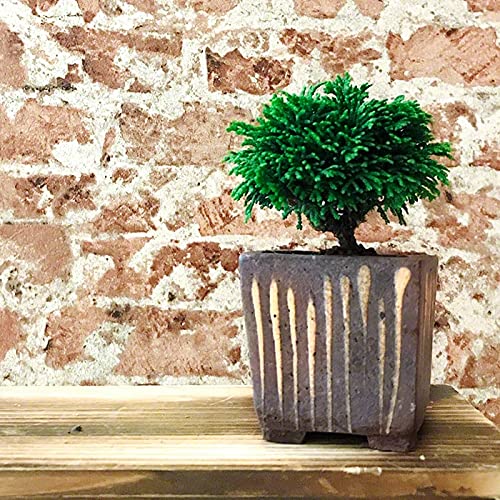 Wazakura-Tokoname-Series-Small-Handmade-Striped-Square-Bonsai-Pot-with-Drainage-Hole-41in-105mm-Made-in-Japan-Ceramic-Training-Starter-Container-Decorative-Flower-Planter-Brown Wazakura Tokoname Series Small Handmade Striped Square Bonsai Pot with Drainage Hole 41in 105mm Made in Japan Ceramic Training Starter Container Decorative Flower Planter Brown