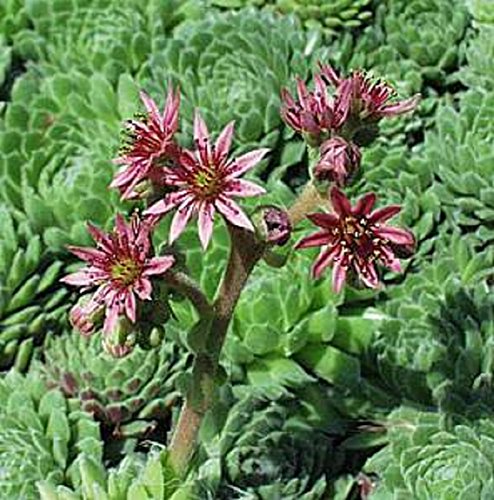 Sempervivum Seeds, Montanum,House Leek, Aka Hens And Chickens (100 Seeds) Rhs Award Of Garden Merit #TOP1