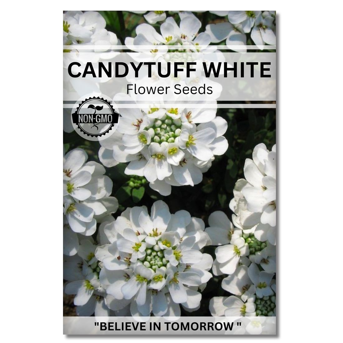 Navika Seeds ; Grow with Us Candytuft White Flower Seeds For Home Gardening. Perfect For Terrace Gardening Winter And Summer Blooms In India - Includes Free E-Book