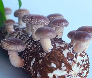 Spores Shiitake Mushrooms Mycelium Spawn Substrate Seeds Non GMO for Planting