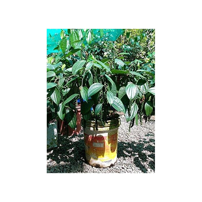 Buy Aiden Gardens Live Plant Black Pepper Panniyur 1" Black Pepper