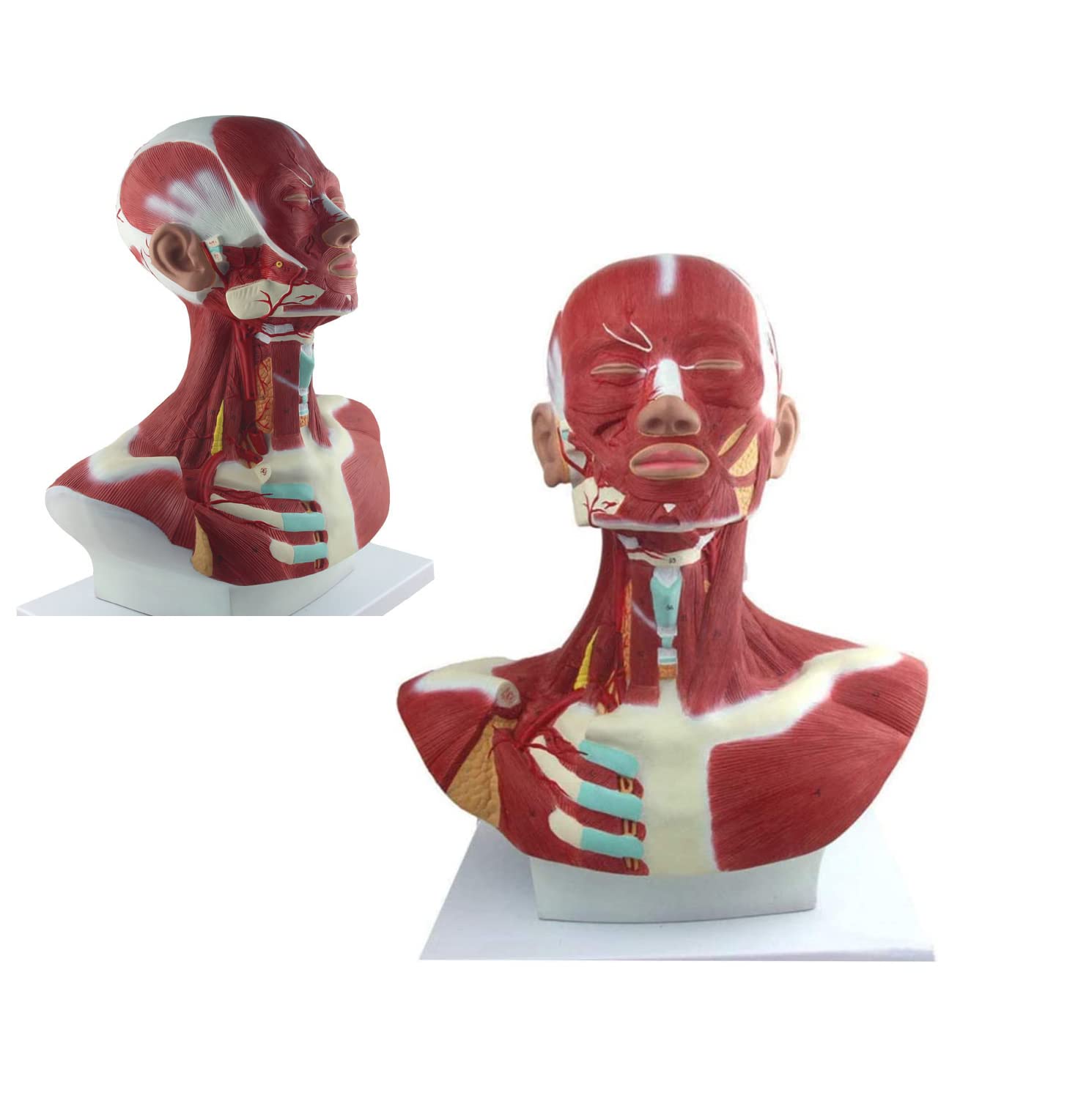 Anatomiczny Model Mięśni Głowy I Szyi, Mięśni Głowy I Szyi Z Krwią, Anatomia Mięśni Głowy I Twarzy, Medyczny Materiał Dydaktyczny
