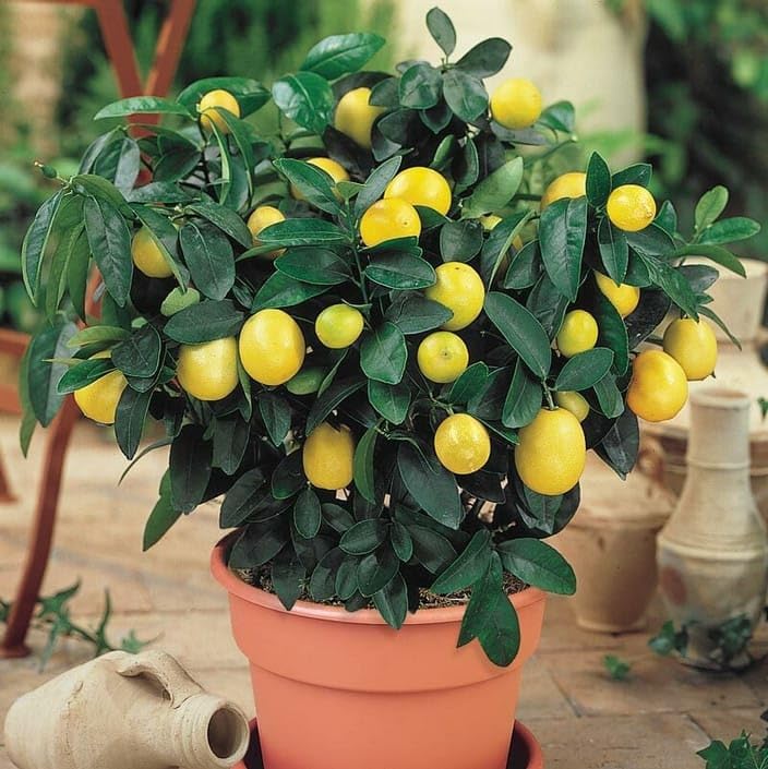 Image of Thai All Time Lemon SeedLess Lemoon Plant Nimbu Plant Hybrid Lemon tree Plant Black Pot