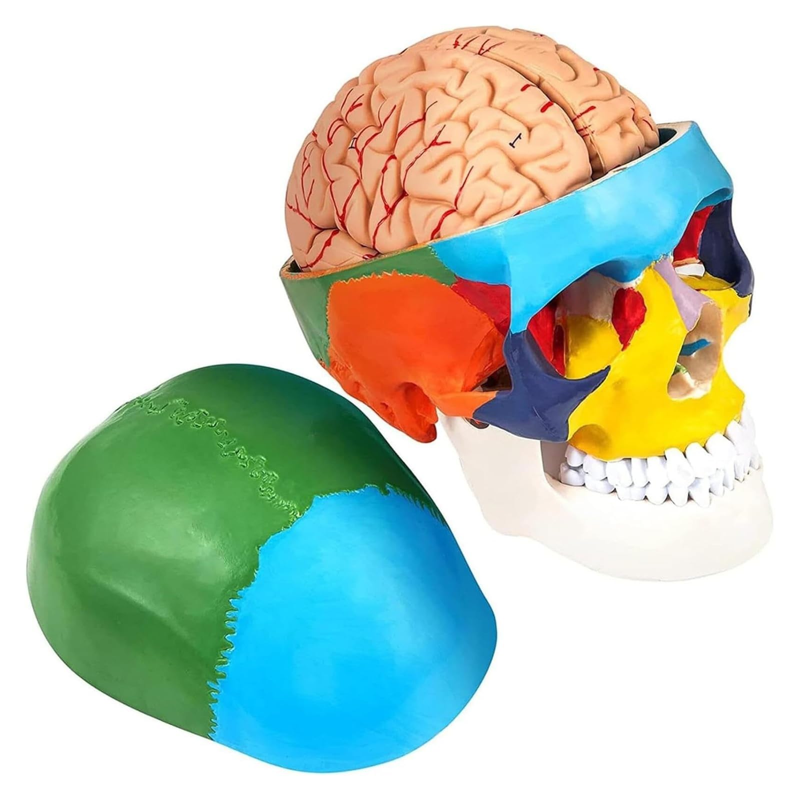 Modelo de calavera dividida con cerebro interactivo para herramienta de enseñanza