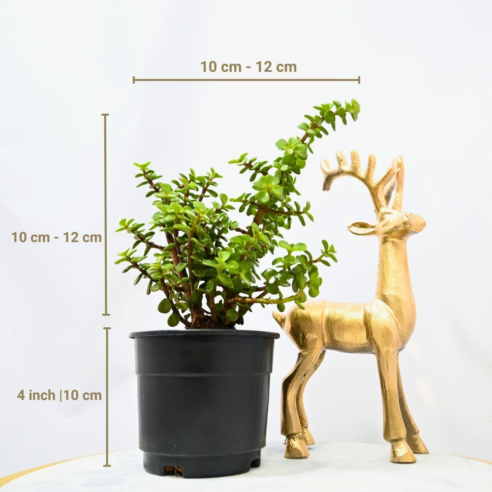 Nayra Live Button Jade Plant Indoor Plant with Black nursery Pot |Small Plant With Pot - Image 5 thumbnail