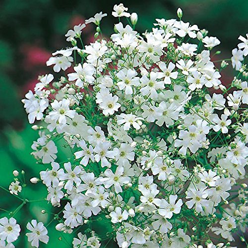 LIVE GREEN Gypsophila Flower F1 Hybrid Seeds (LG-SSED07) (B07G2CNL5F) Amazon Price History, Amazon Price Tracker