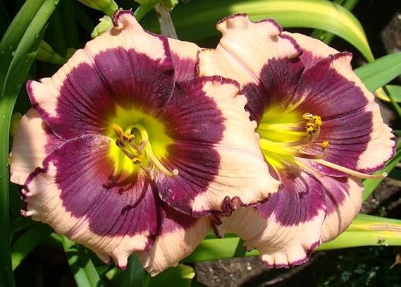Votaniki Daylily (Hemerocallis 'Blackberries and Cream') Bare Roots - Beautiful Perennial Daylilys | Reblooming, Fragrant & Showy Flowers, Daylilys, Easy to Grow (12 Pack)