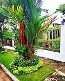 10 Seeds Red Sealing Wax Lipstick Palm Tree Seeds | Cyrtostachys Renda House Plant